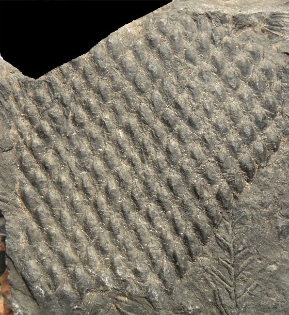 Knorria van Lepidodendron